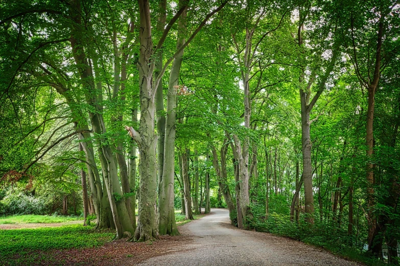 a path in the middle of a lush green forest, a photo, by Jacob Esselens, linden trees, driveway, hannover, ((trees))