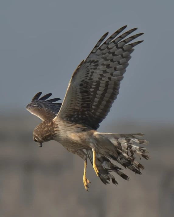 a bird that is flying in the sky, a portrait, shutterstock, sharp claws and tail, half length shot, wildlife photography, hull