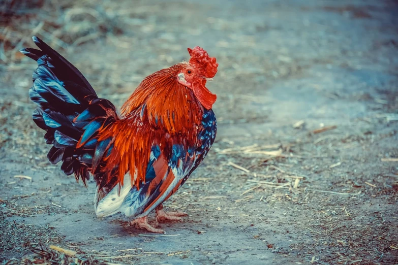 a close up of a rooster on a dirt ground, a picture, shutterstock, renaissance, blue and red tones, beautifully painted, doruk erdem, beautiful model