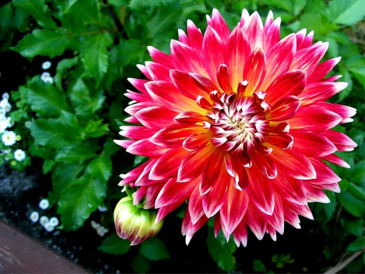 a close up of a red and white flower, a picture, arabesque, dahlias, pink and orange colors, beautiful flower, gardening