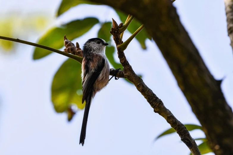 a small bird sitting on top of a tree branch, a pastel, by Peter Churcher, shutterstock, thick fluffy tail, very low angle photograph, very sharp and detailed photo, summer morning