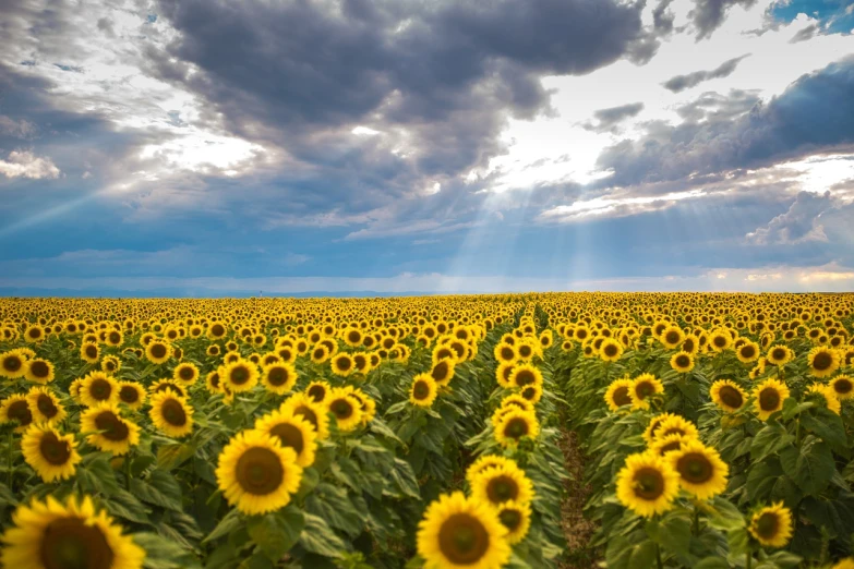 a field of sunflowers under a cloudy sky, a portrait, inspired by Phil Koch, shutterstock, with backdrop of god rays, colorado, stock photo, shallow depth of fielf