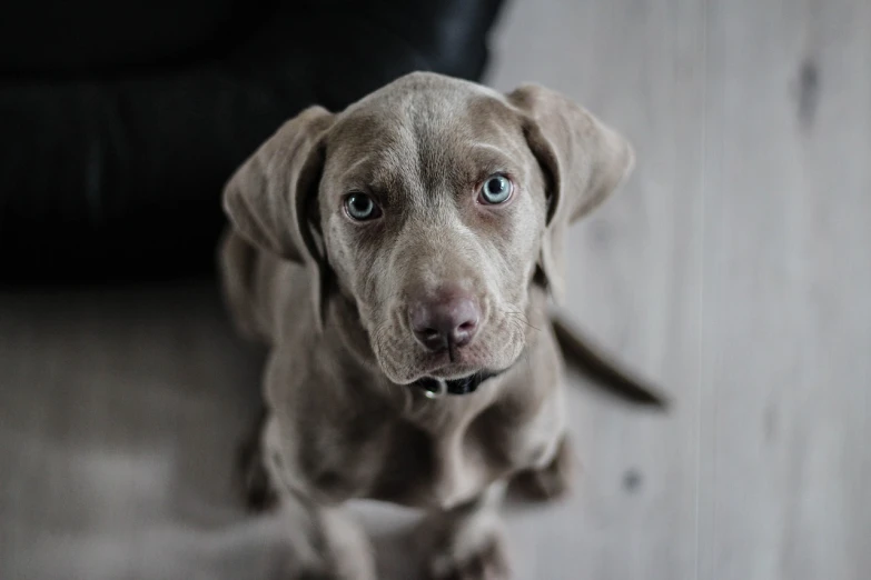 a brown dog sitting on top of a wooden floor, by Paul Davis, unsplash, photorealism, greyish blue eyes, holding it out to the camera, pits, puppy