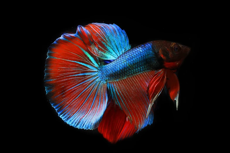 a close up of a fish on a black background, by Jan Rustem, flickr, fine art, red blue color scheme, betta fish, in style of mike savad”, deep colours. ”