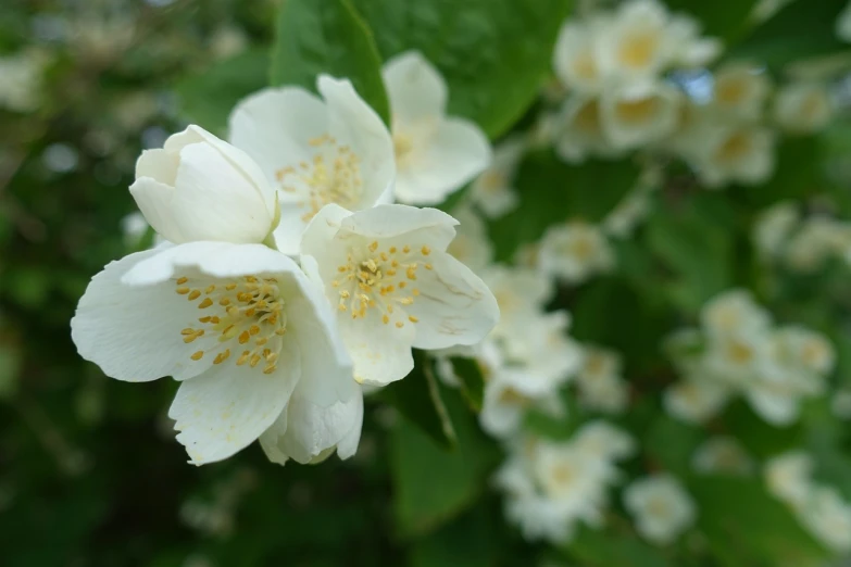 a close up of a bunch of white flowers, a picture, inspired by Edwin Dickinson, jasmine, 5 5 mm photo, rose-brambles, with fruit trees