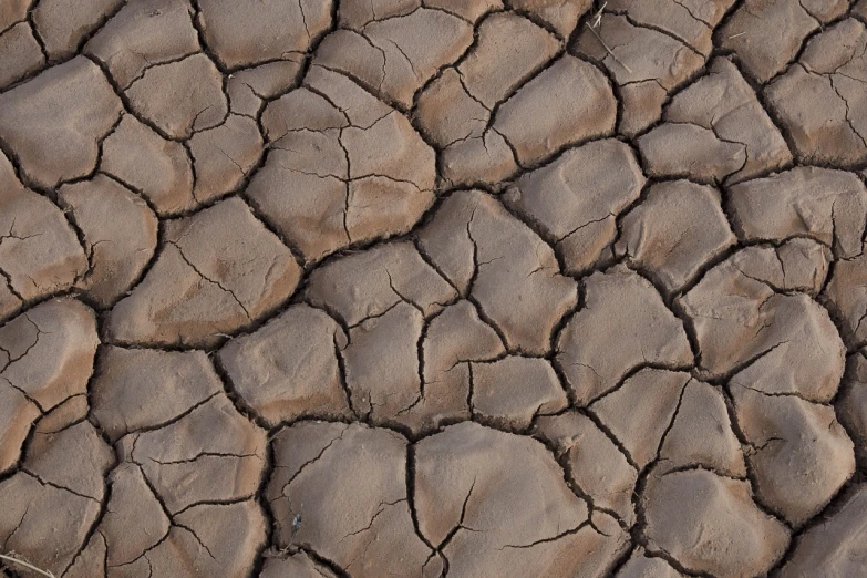 a bird that is standing in the dirt, a picture, by Matthias Weischer, land art, cracked mud, tessellation, skin detail, f/5.6