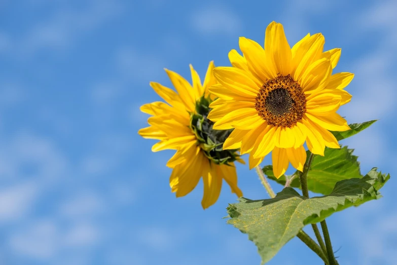 two yellow sunflowers against a blue sky, a picture, by Hans Schwarz, pixabay, fan favorite, plain background, background image, without text