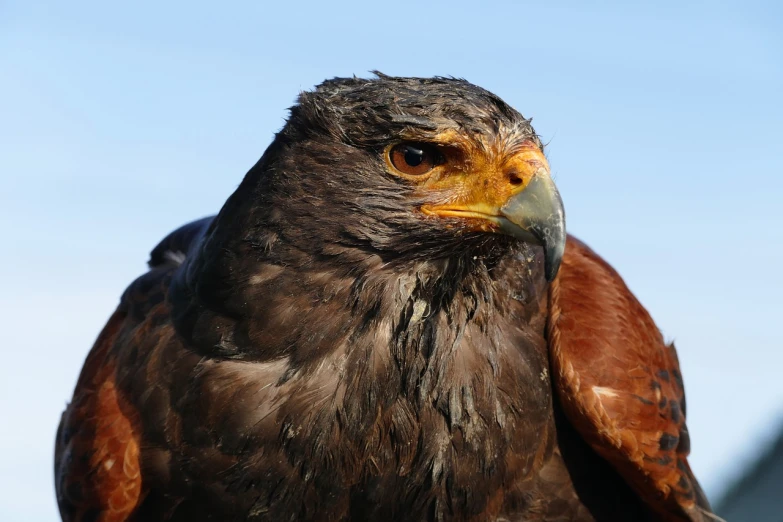 a close up of a bird of prey with a blue sky in the background, a portrait, hurufiyya, warrior, 7 0 mm photo