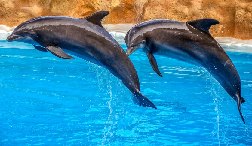 two dolphins are jumping out of the water, a portrait, shutterstock, arabesque, 🦩🪐🐞👩🏻🦳, water park, monaco, wallpaper - 1 0 2 4