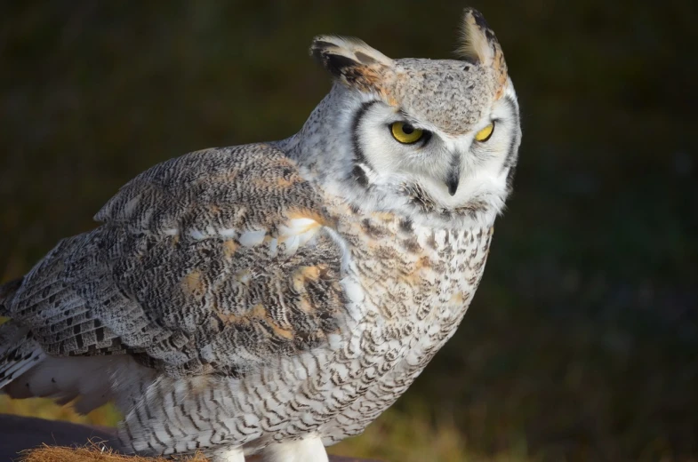 a close up of an owl on a rock, a portrait, by Edward Corbett, pixabay, hurufiyya, wyoming, large horned tail, owl feathers, full body close-up shot