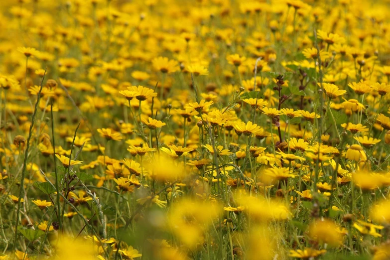 a field of yellow flowers on a sunny day, a picture, by Richard Carline, depth of field!, southern wildflowers, shot on sony alpha dslr-a300, flowers sea rainning everywhere