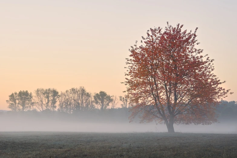 a lone tree in the middle of a foggy field, a photo, by Jacob Esselens, shutterstock, maple trees with fall foliage, eden at dawn, ohio, soft grey and red natural light