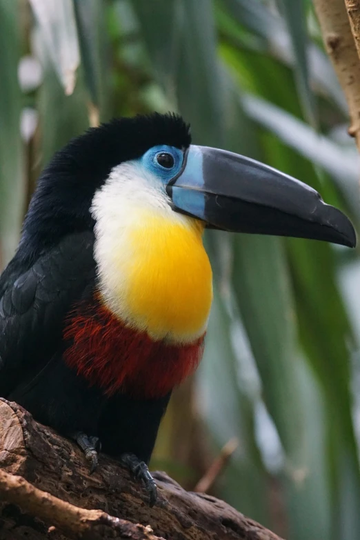 a colorful bird sitting on top of a tree branch, a portrait, by Dietmar Damerau, flickr, hurufiyya, 6 toucan beaks, 2 0 1 0 photo, 4k detail, journalism photo