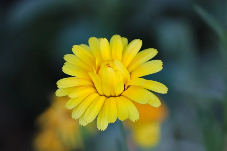 a close up of a yellow flower with a blurry background, a macro photograph, rasquache, marigold background, flash photo