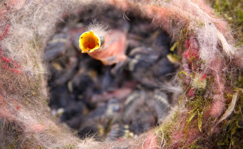 a close up of a baby bird in a nest, by Robert Brackman, hurufiyya, small bees following the leader, volumetric wool felting, meat and lichens, bird's view