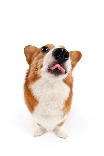 a brown and white dog sticking its tongue out, a stock photo, by Brian Thomas, shutterstock, corgi, show from below, high definition screenshot
