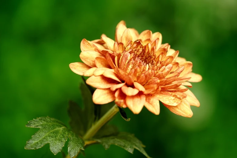 a close up of a flower with a green background, chrysanthemum, pale orange colors, 8 0 mm photo