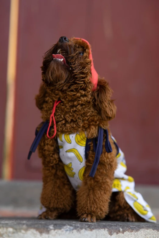 a brown dog wearing a bandana sitting on the ground, by Julia Pishtar, renaissance, bananas, karate outfit, close up details, with a backpack