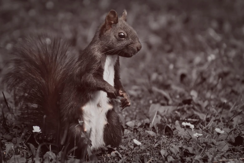 a black and white photo of a squirrel, a photo, by Marten Post, shutterstock, renaissance, sepia colors, cinematic realistic photo, attractive photo, detailed medium format photo