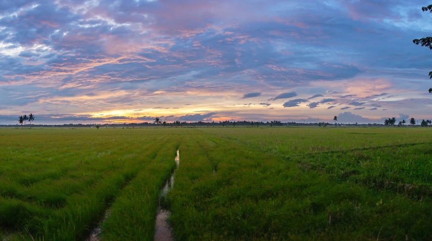 a field of grass with a sunset in the background, by Juergen von Huendeberg, flickr, 3 6 0 panorama, thailand, floodplains, wide angle 15mm lens