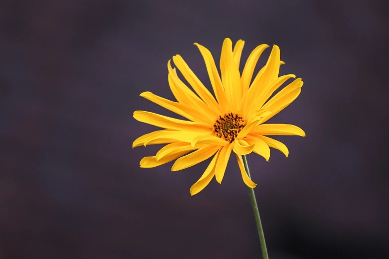 a close up of a yellow flower on a stem, a portrait, minimalism, on a dark background, giant daisy flower over head, mid shot photo