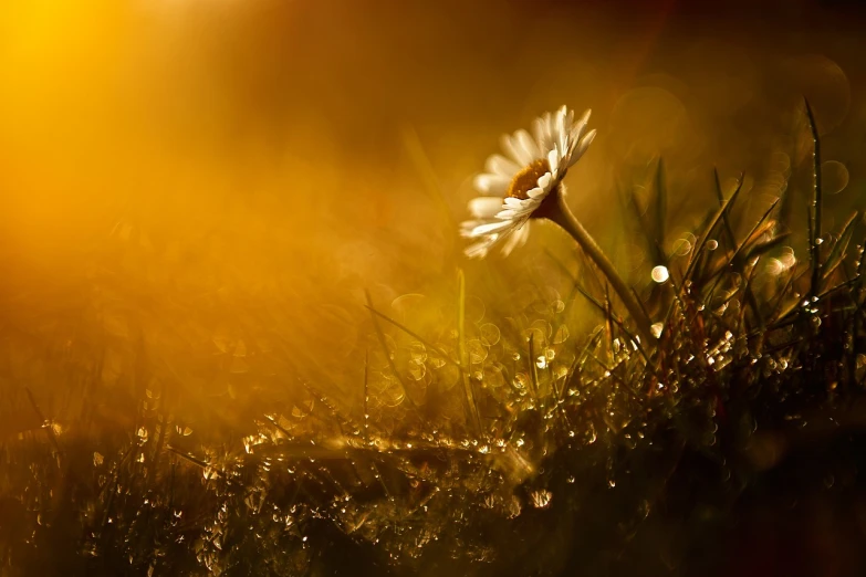 a single white flower sitting on top of a lush green field, a macro photograph, by Thomas Häfner, shutterstock, romanticism, in a golden sunset sky, marc adamus, wet from rain, daisy