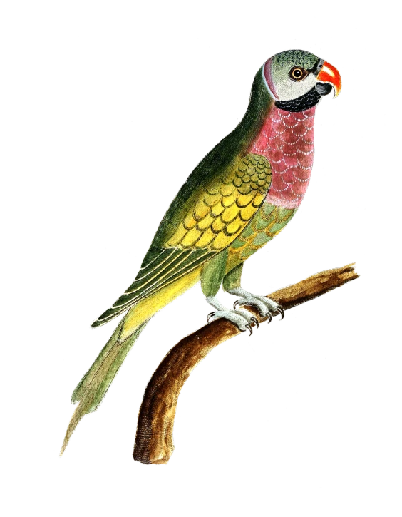 a colorful bird sitting on top of a tree branch, an illustration of, inspired by Charles Bird King, qajar art, parrot, detailed color scan, j.dickenson, with a black background