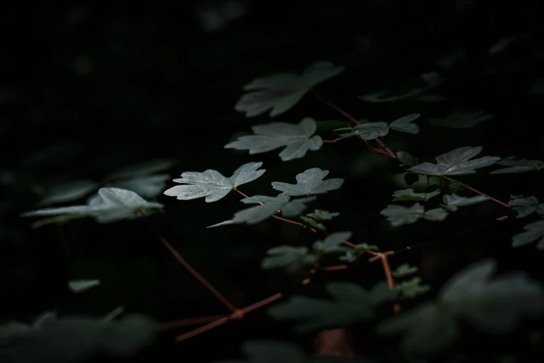 a close up of some leaves on a tree, a macro photograph, inspired by Elsa Bleda, unsplash, dark forest background, 4k vertical wallpaper, grey forest background, in a cinematic wallpaper
