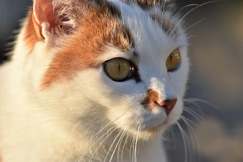 a close up of a cat with yellow eyes, a portrait, by Maksimilijan Vanka, pixabay, golden hour closeup photo, cat female with a whit and chest, with red hair and green eyes, profile close-up view