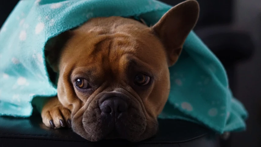 a dog that is laying down under a blanket, a portrait, pexels, renaissance, sad grumpy face, french bulldog, clean 4 k, portrait shot 8 k