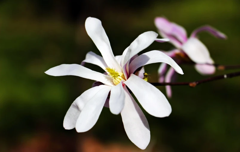 a close up of a white flower on a branch, a photo, by Harold von Schmidt, shutterstock, magnolia big leaves and stems, spring blooming flowers garden, highly detailed photo, tx