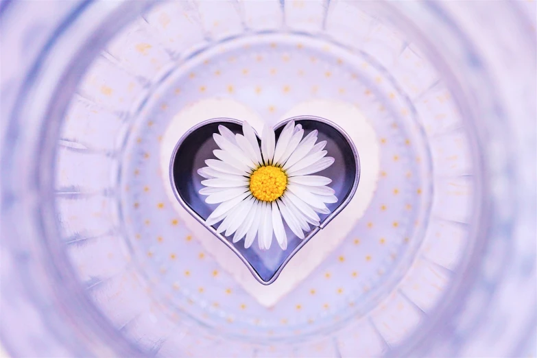 a heart shaped object with a flower inside of it, a picture, by Jan Rustem, pexels, art photography, daisy, fine china, clear detailed view, 🌸 🌼 💮