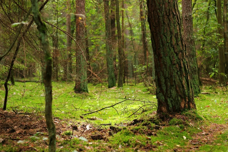 a red fire hydrant sitting in the middle of a forest, by Jacob Kainen, hurufiyya, mossy trunk, distant photo, maus in forest, hemlocks