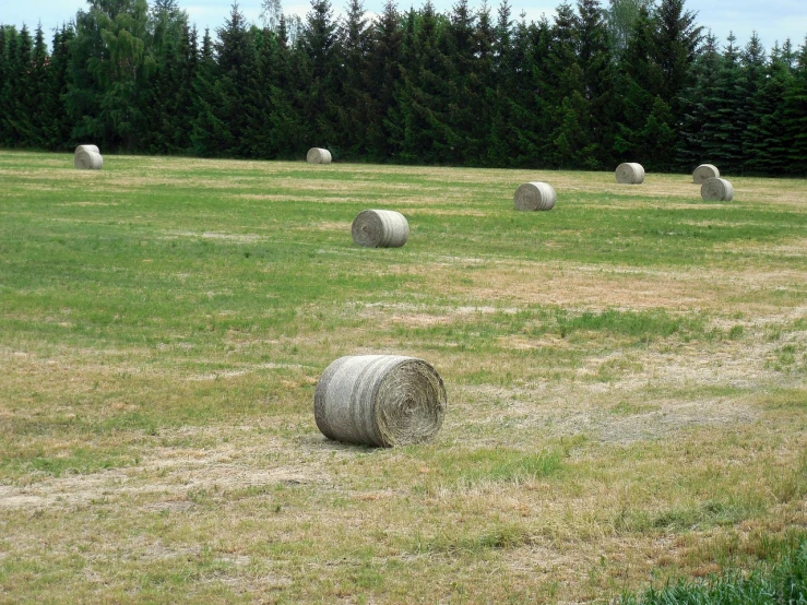 hay bales in a field with pine trees in the background, flickr, quebec, vinyl, completely empty, very round