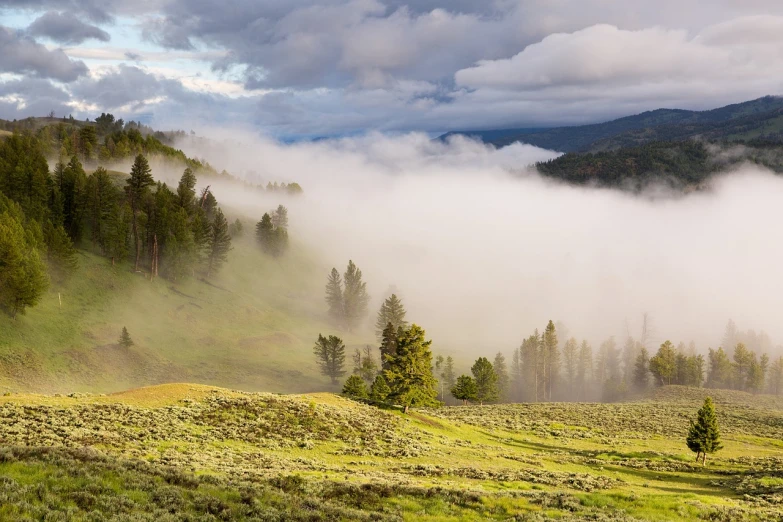 a herd of cattle grazing on top of a lush green hillside, a stock photo, shutterstock, early morning light fog, idaho, covered in clouds, empty remote wilderness