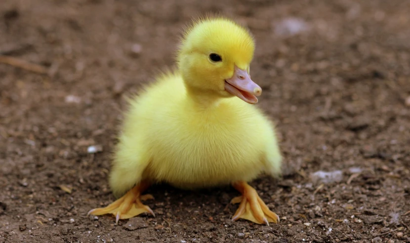 a small yellow duck sitting on top of a dirt field, a picture, flickr, renaissance, extremely cute, crawling towards the camera, photograph credit: ap, photorealistic ”