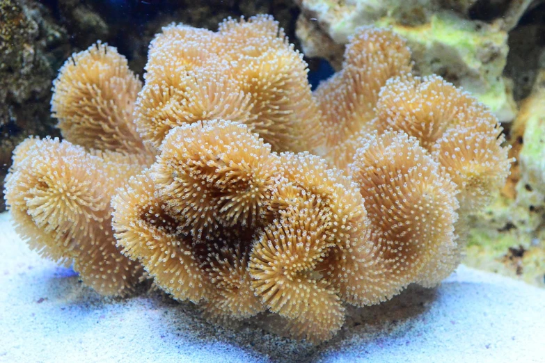 a close up of a sea anemone in a tank, a stipple, closeup photo, eagle coral, coral headdress, five fingers