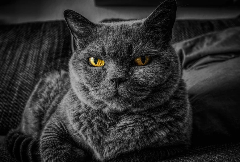 a close up of a cat laying on a couch, a portrait, by Sebastian Spreng, pexels, yellow and charcoal, intense dramatic hdr, portrait of shrek, selective color effect