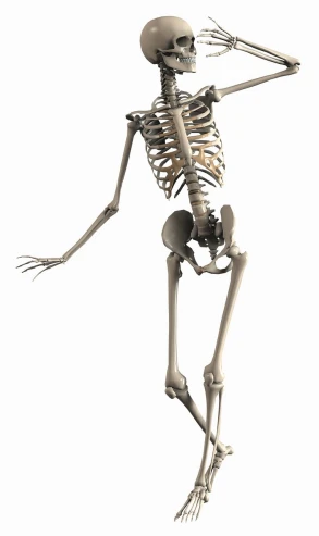 an image of a skeleton on a white background, by Thomas Barker, shutterstock, bend over posture, walking towards camera, fully body photo, rendered illustration