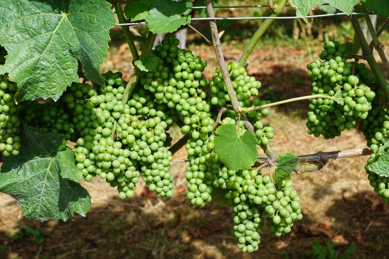 a bunch of green grapes hanging from a vine, by Robert Brackman, flickr, 1 6 x 1 6, high res photo, vineyard, alabama