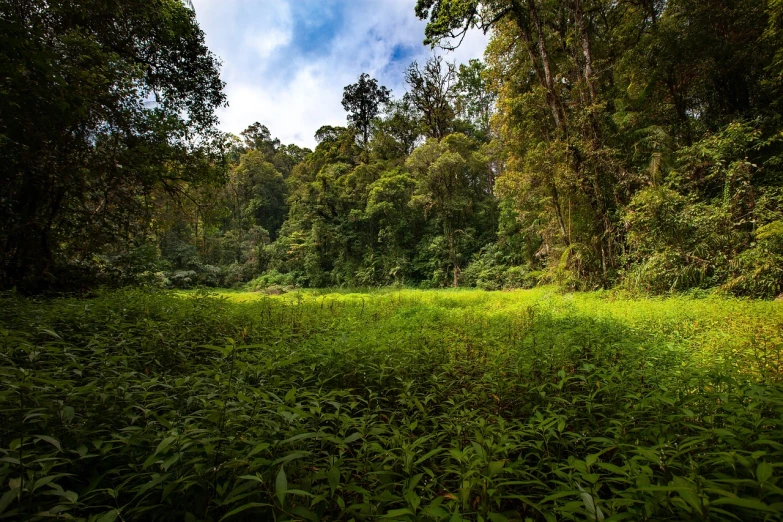 a lush green forest filled with lots of trees, a portrait, by Jeffrey Smith, sumatraism, meadow in the forest, realistic wide angle photo, savana background, post processed