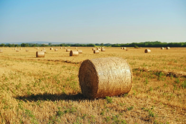 a field full of hay bales on a sunny day, renaissance, very accurate photo, hd photo, golden hour photo