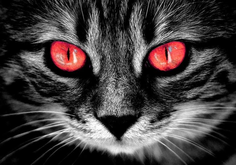 a close up of a cat with red eyes, a photo, by Mirko Rački, fine art, phone wallpaper hd, nightmare digital art, black and white and red colors, microscopic cat