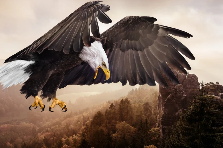 a bald eagle taking off from a cliff, a portrait, shutterstock contest winner, digital art, photomanipulation, photorealistic - h 6 4 0, exquisite and handsome wings, stock photo