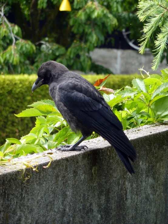 a black bird sitting on top of a cement wall, flickr, in garden, on a sidewalk of vancouver, young female, crow