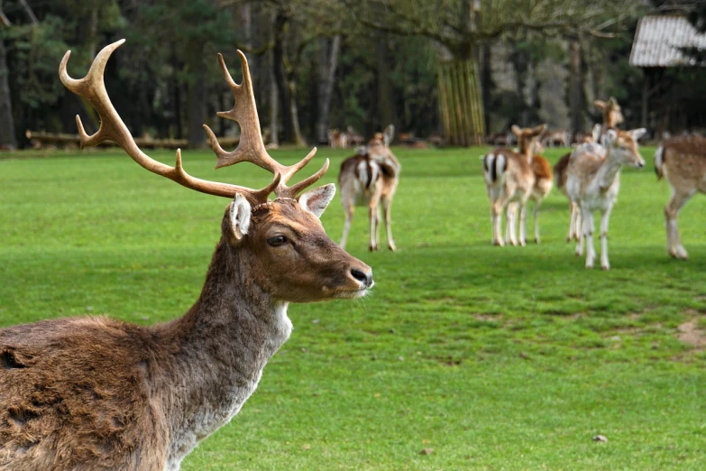 a herd of deer standing on top of a lush green field, a picture, by Edward Corbett, shutterstock, picture taken in zoo, handsome man, deer in sherwood forest, high resolution and detail