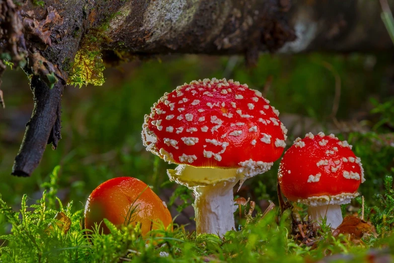 a couple of red mushrooms sitting on top of a lush green field, a macro photograph, by Dietmar Damerau, pixabay, fantastic realism, slime mold forest environment, white fungal spores everywhere, rich vivid vibrant colors, bottom - view