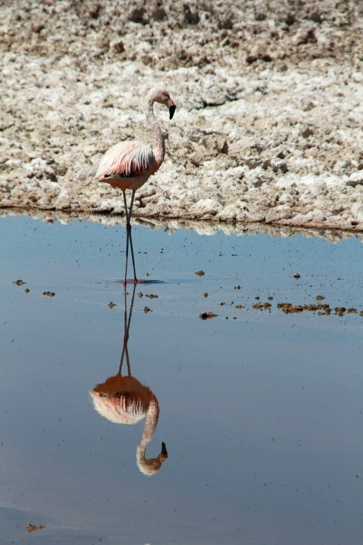 a flamingo standing next to a body of water, by Dietmar Damerau, flickr, constructed upon salar de uyuni, lava reflections, very detaile, admiring her own reflection