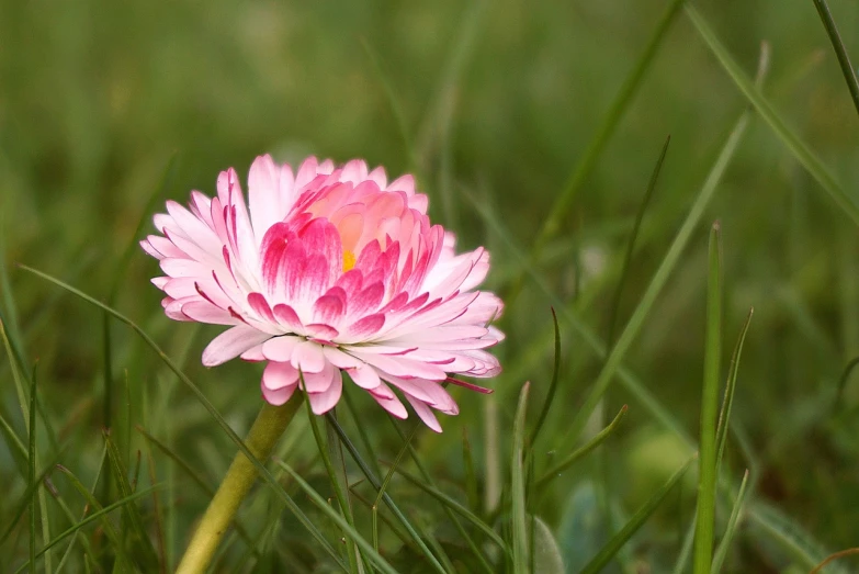 a pink flower sitting on top of a lush green field, by Hans Schwarz, flickr, chrysanthemum eos-1d, morning detail, flat colour, various posed