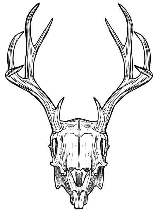 a deer skull with antlers on it, lineart, by Karel Štěch, mascot illustration, whole page illustration, head is centered